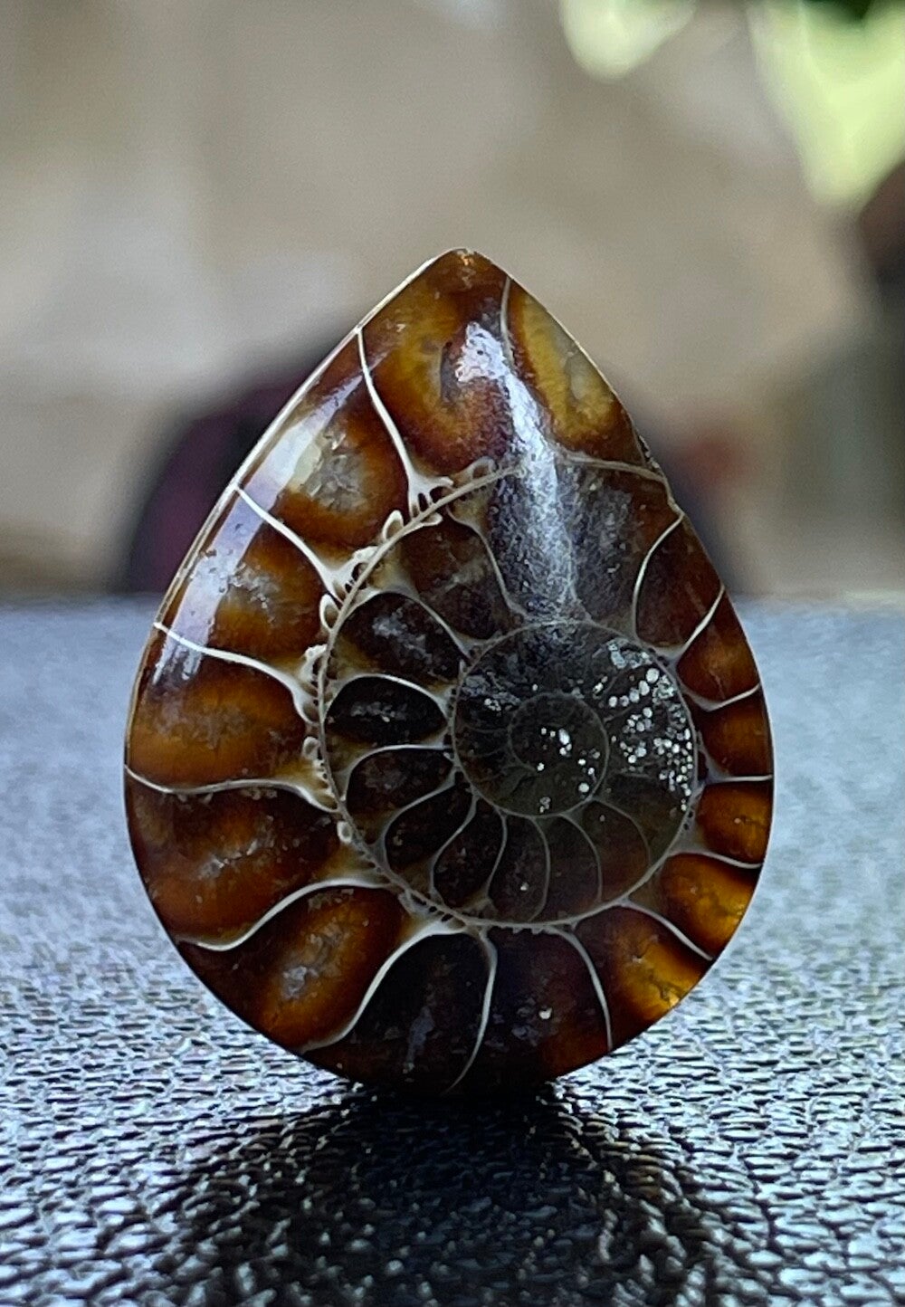 Ammoniet edelsteen cabochon druppel, medium