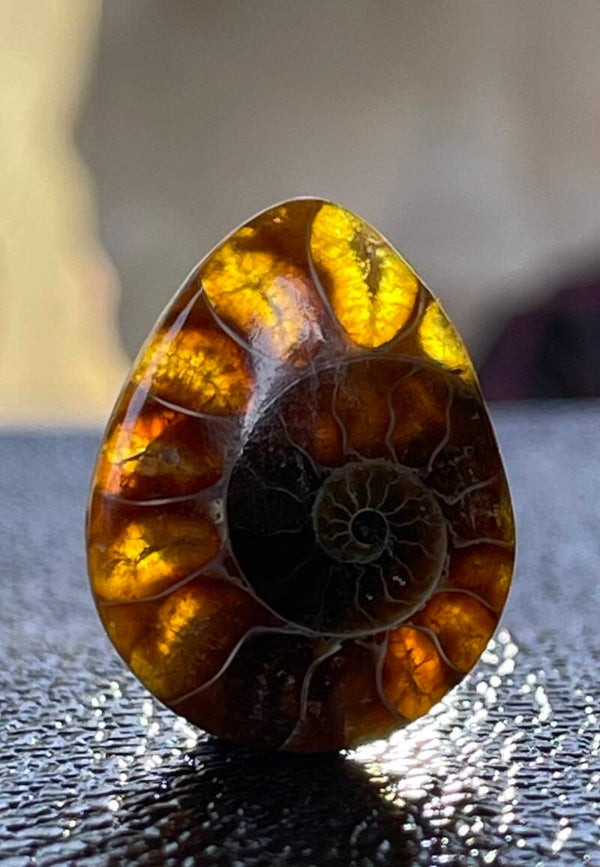 Ammoniet edelsteen cabochon druppel, medium