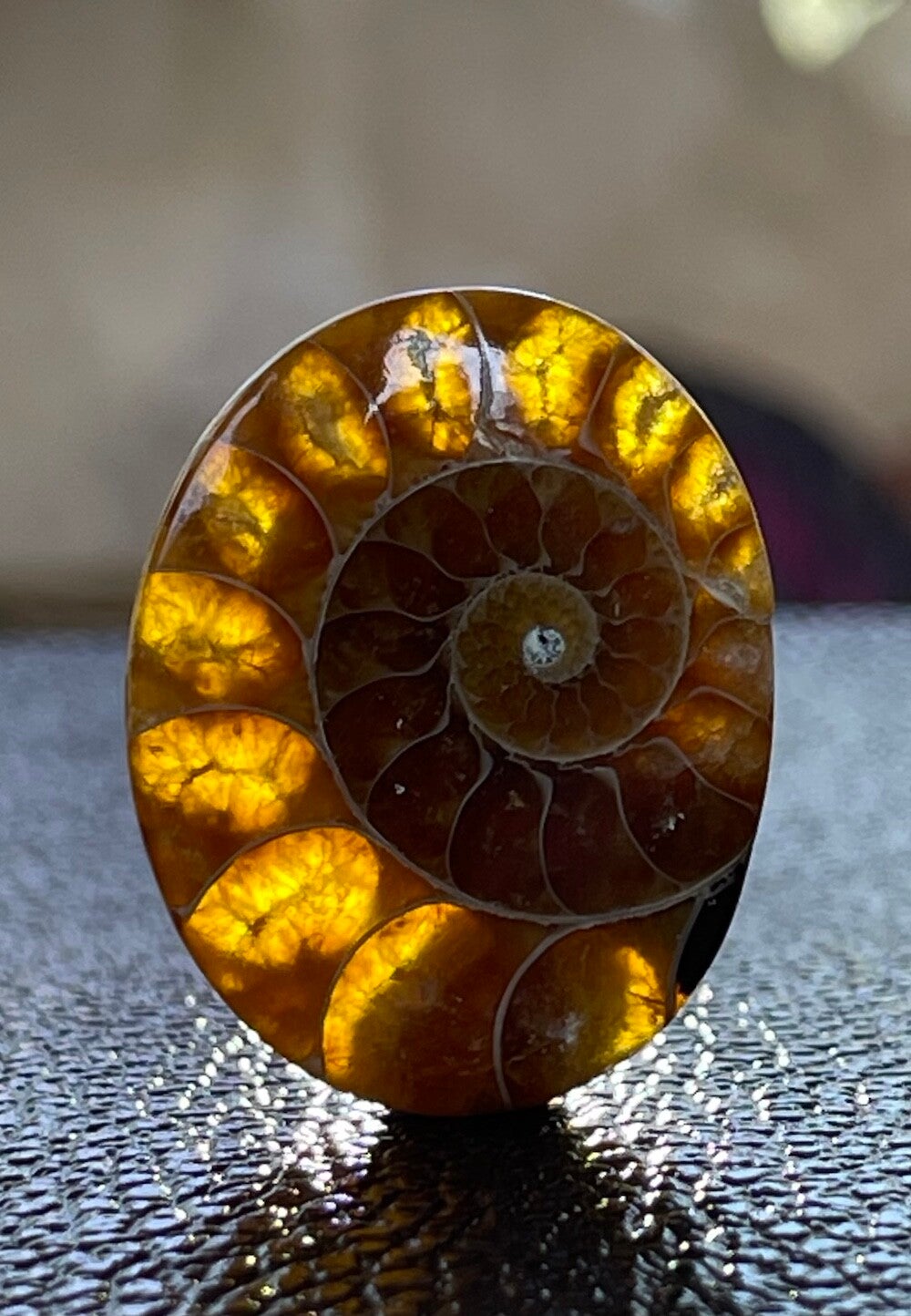Ammoniet edelsteen cabochon ovaall, medium