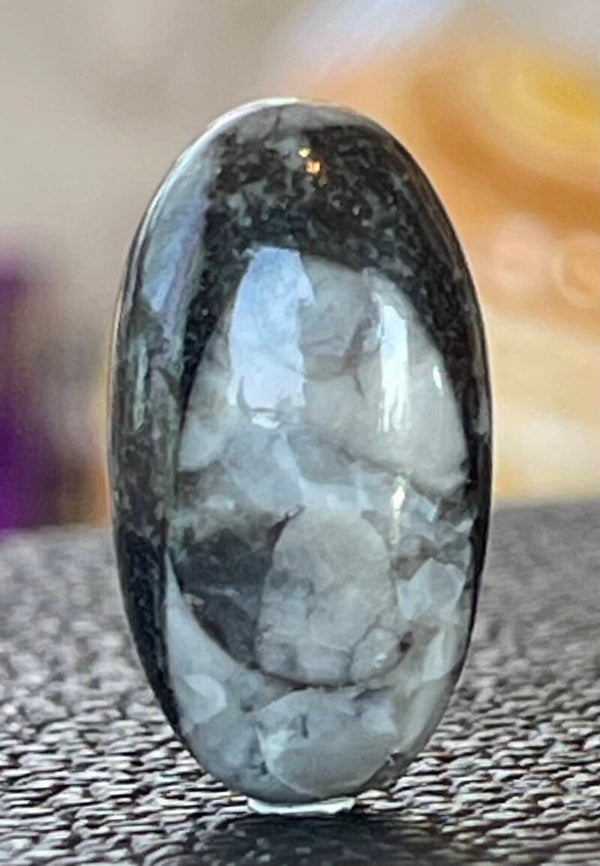 Orthoceras edelsteen cabochon ovaal, medium