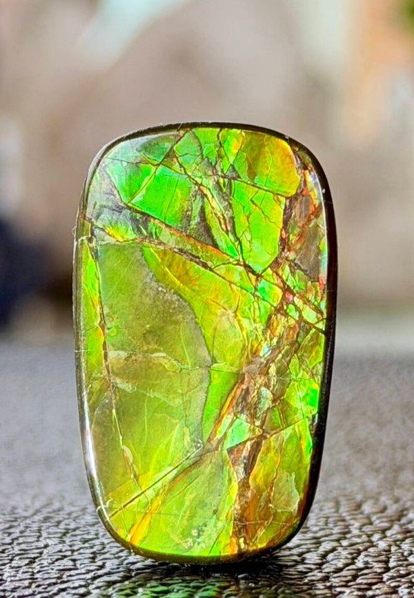 Ammoliet edelsteen cabochon free form, medium