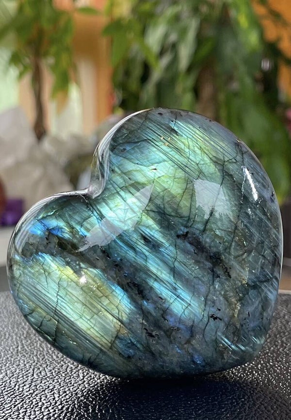 Labradoriet hart, groot