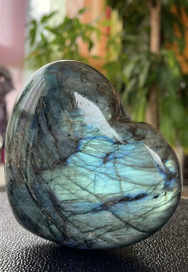 Labradoriet hart, groot