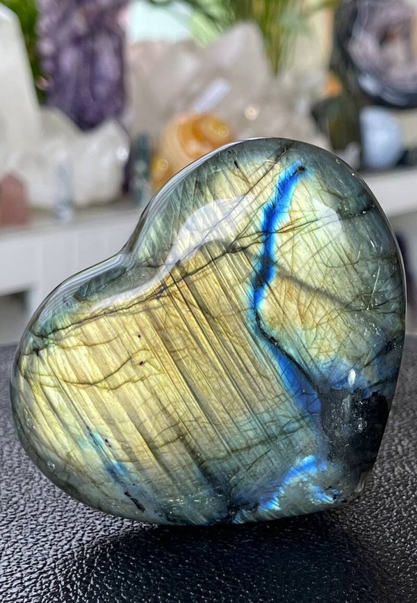 Labradoriet hart, groot