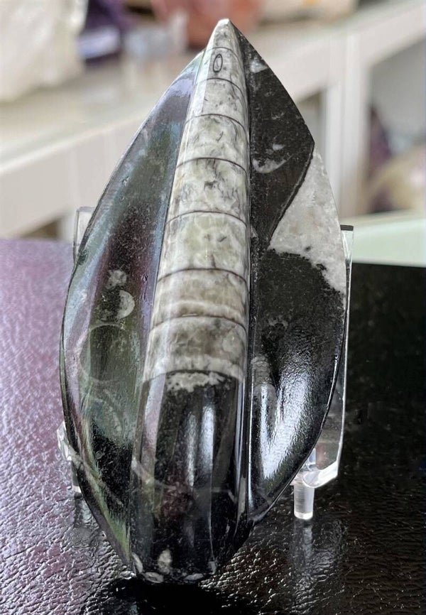 Orthoceras Fossiel gepolijst uit Marokko