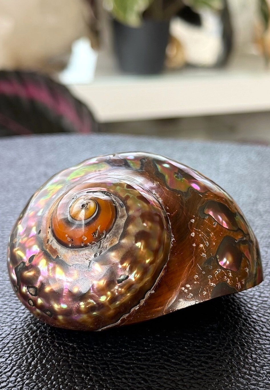 Parelmoer zilvermond turboschelp