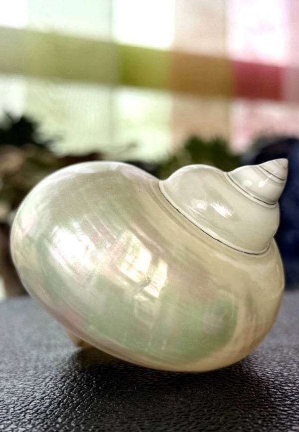 Parelmoer zilvermond turboschelp