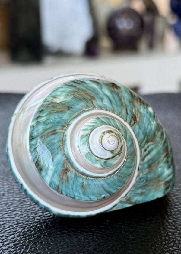 Parelmoer zilvermond turbochelp Marmoratus