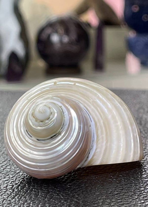 Parelmoer zilvermond turbochelp