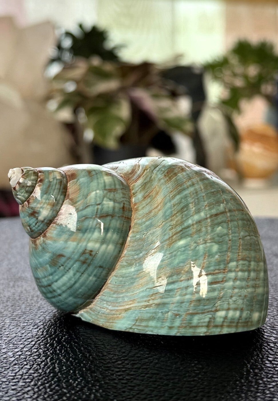 Parelmoer zilvermond turboschelp Marmoratus