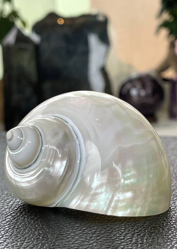Parelmoer zilvermond turboschelp