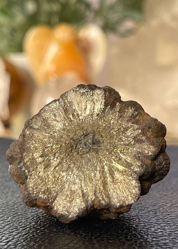 Pyriet knol uit Frankrijk ruw, medium