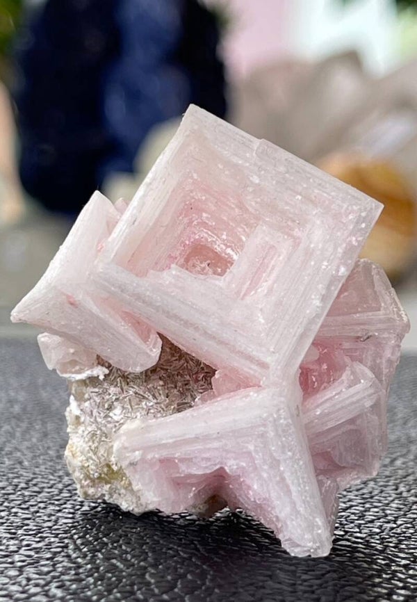 Roze Haliet uit Californië, USA, klein-medium