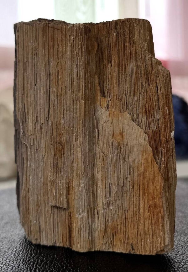 Versteend Hout uit Indonesië ruw, groot