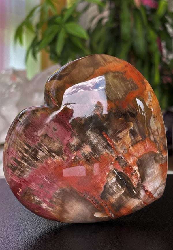 Versteend Hout hart, groot