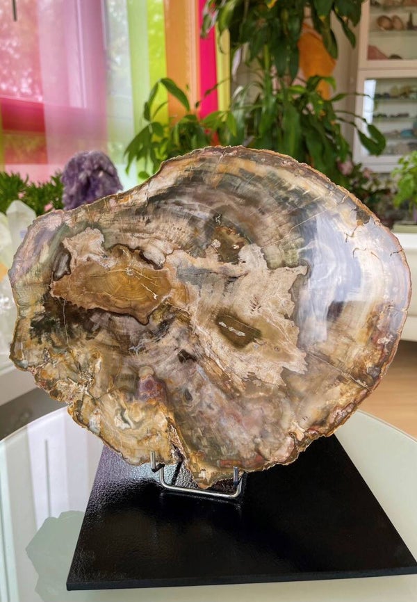 Versteend Hout platte schijf, twee zijden gepolijst, groot