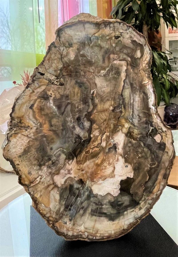 Versteend Hout platte schijf, twee zijden gepolijst, groot