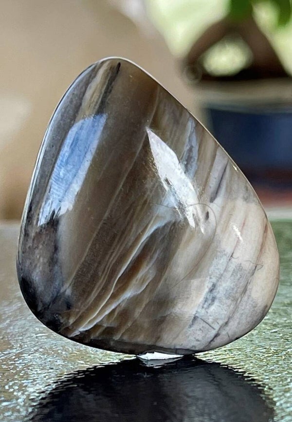 Versteend Hout knuffelsteen plat