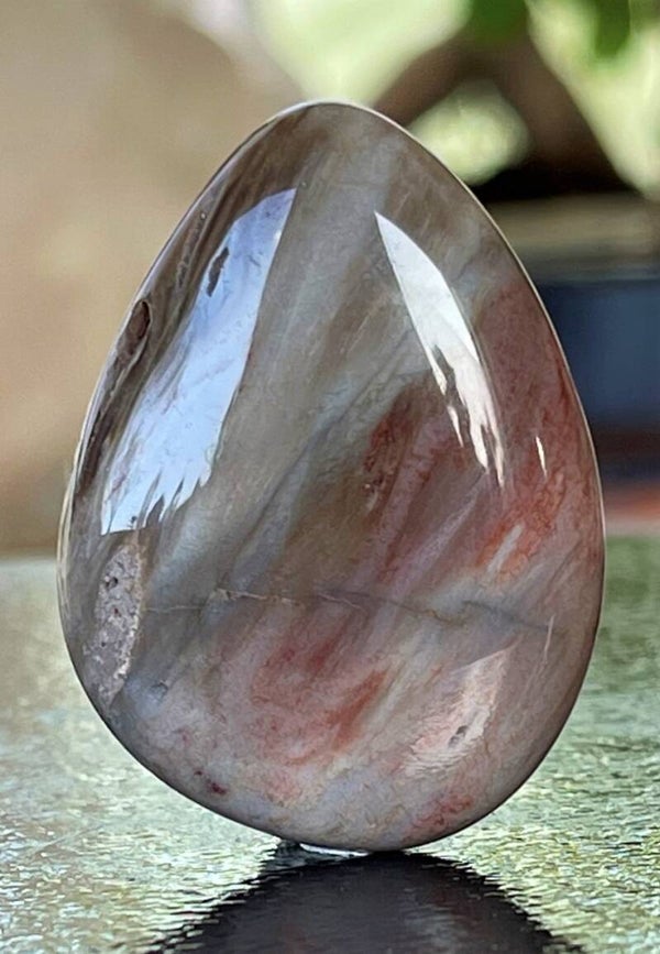 Versteend Hout knuffelsteen plat