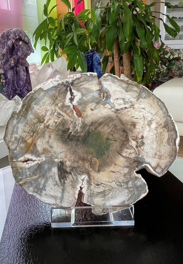 Versteend Hout platte schijf, twee zijden gepolijst, medium