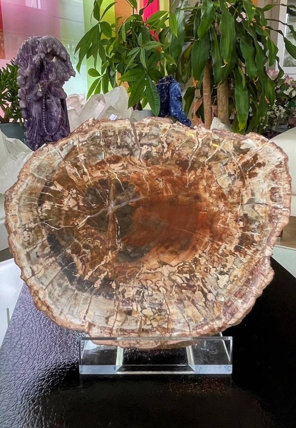 Versteend Hout platte schijf, twee zijden gepolijst, medium