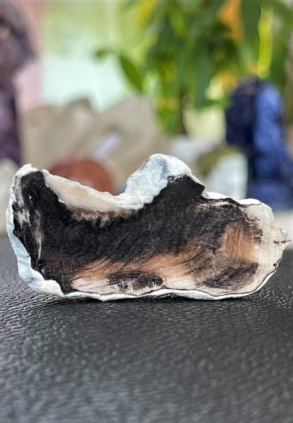 Versteend Hout uit Hongarije plat stukje, één zijde gepolijst, klein