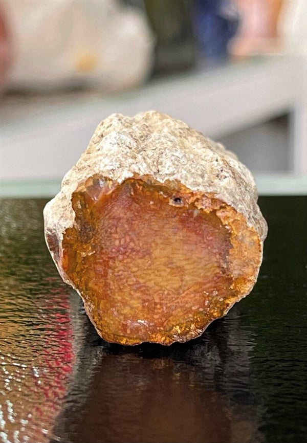 Versteend Hout ruw met gepolijste bovenkant, klein-medium