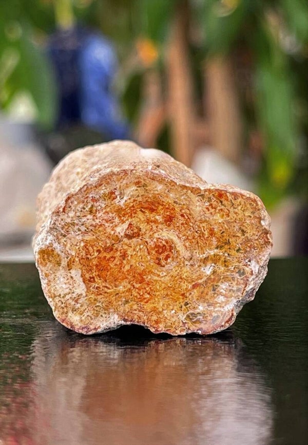 Versteend Hout ruw met gepolijste bovenkant, klein-medium