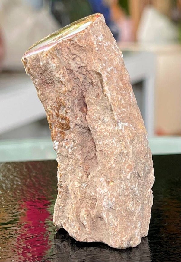 Versteend Hout ruw met gepolijste bovenkant, klein-medium