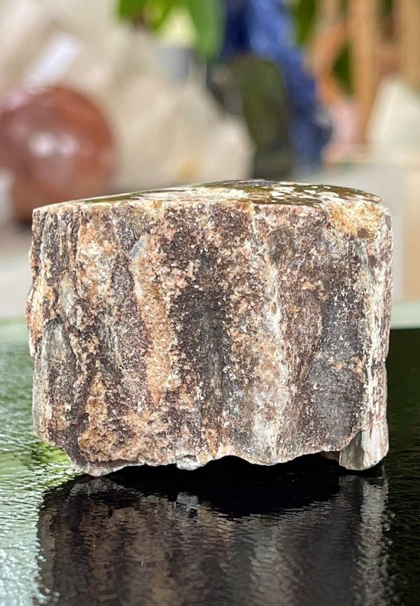 Versteend Hout ruw met gepolijste bovenkant, klein-medium