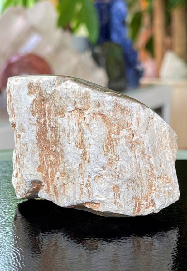 Versteend Hout ruw met gepolijste bovenkant, medium