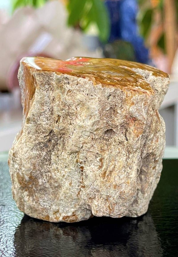 Versteend Hout ruw met gepolijste bovenkant, medium