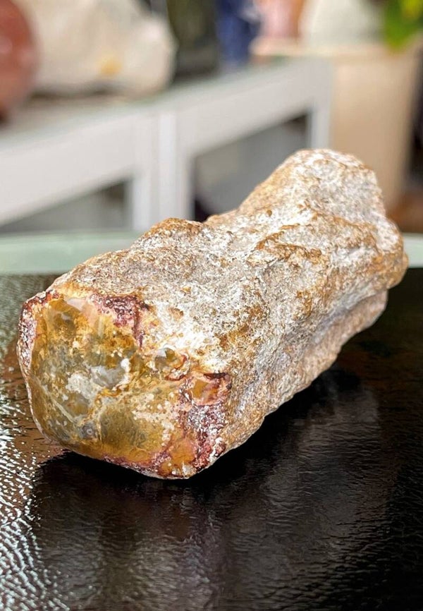 Versteend Hout ruw met gepolijste bovenkant, medium