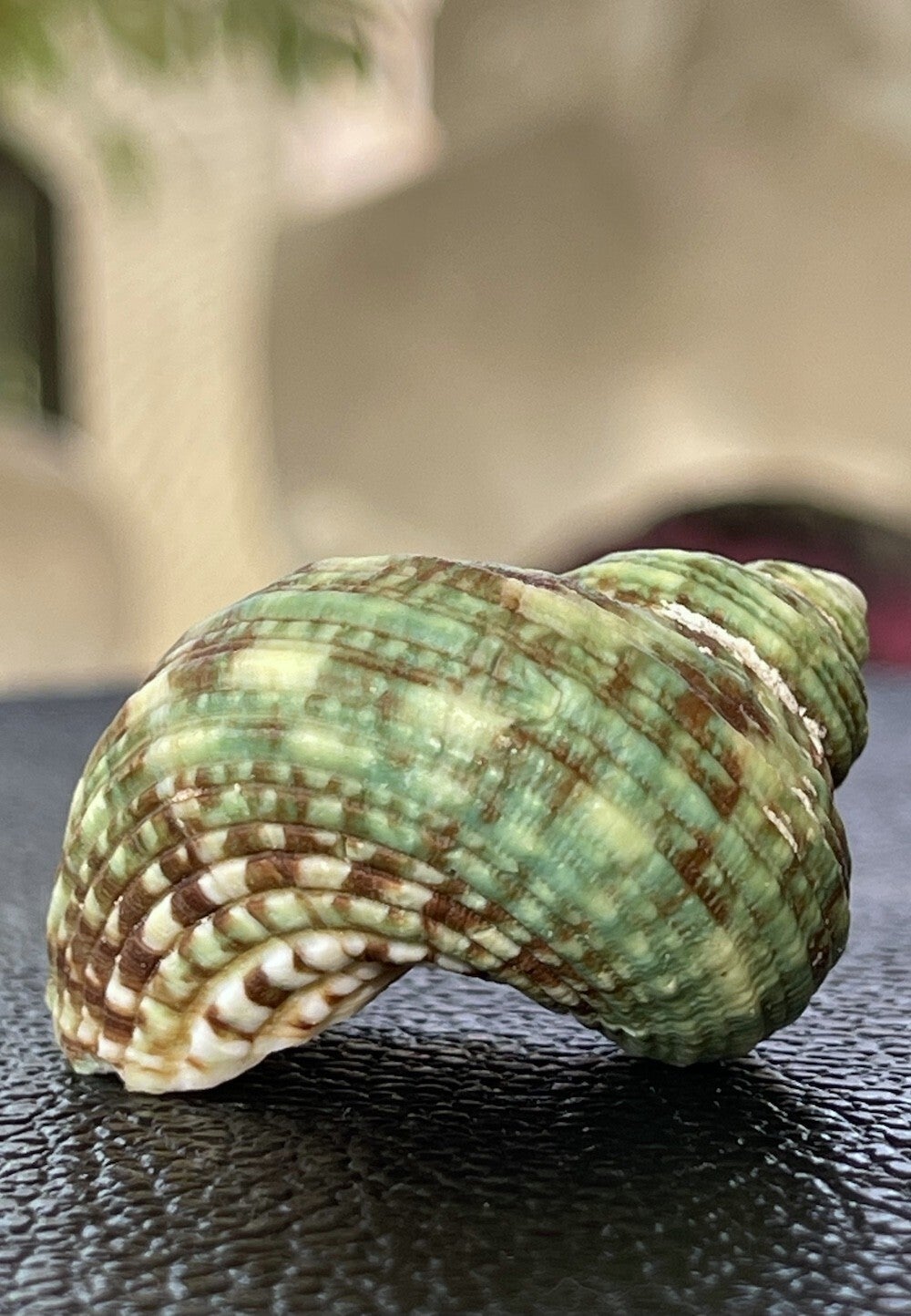 Groene zeeschelp turbo Marmoratus