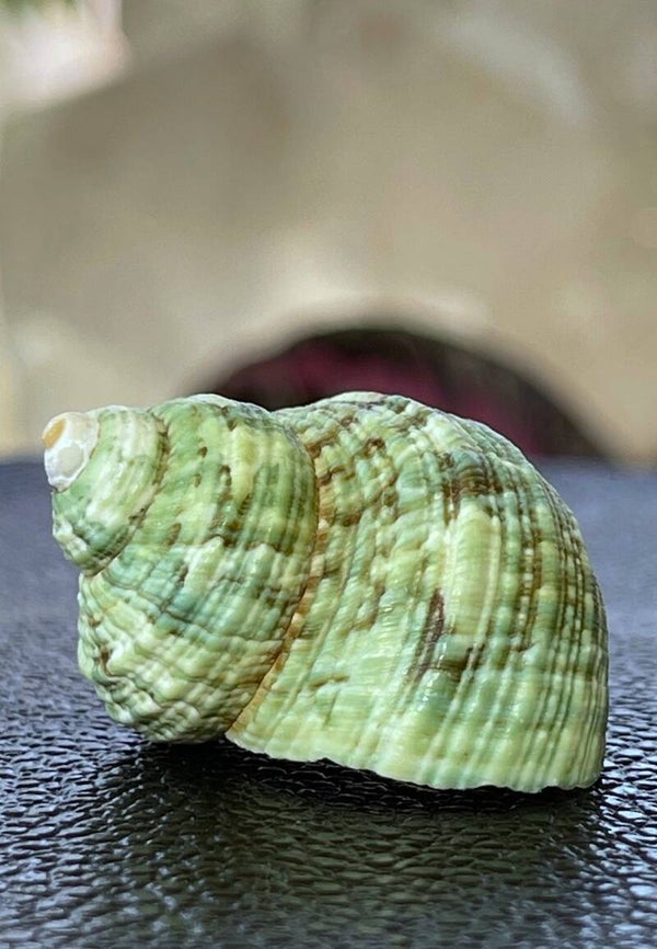 Groene zeeschelp turbo Marmoratus