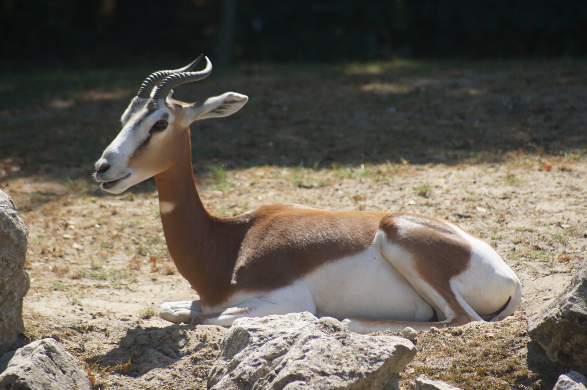 dsc08123-standard.jpg