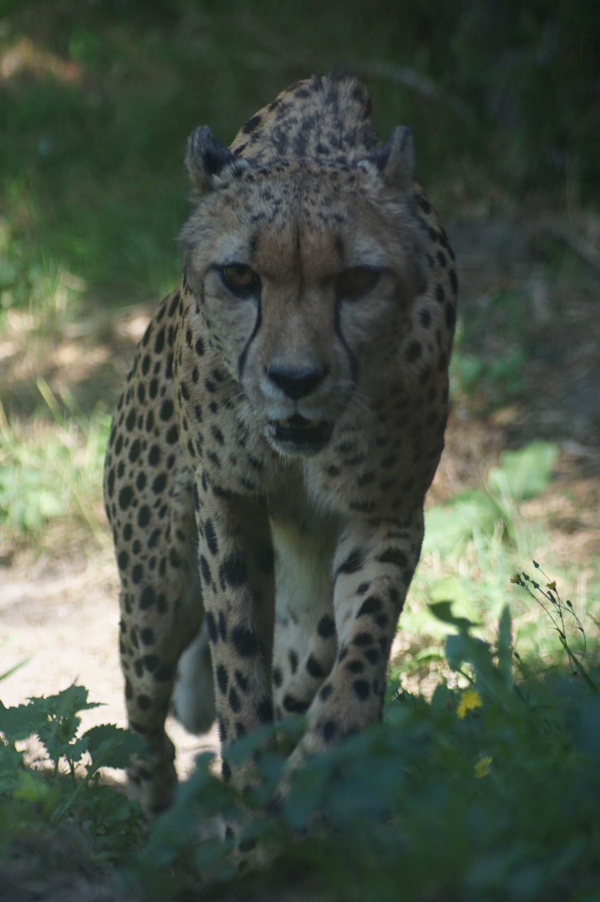dsc08144-standard.jpg