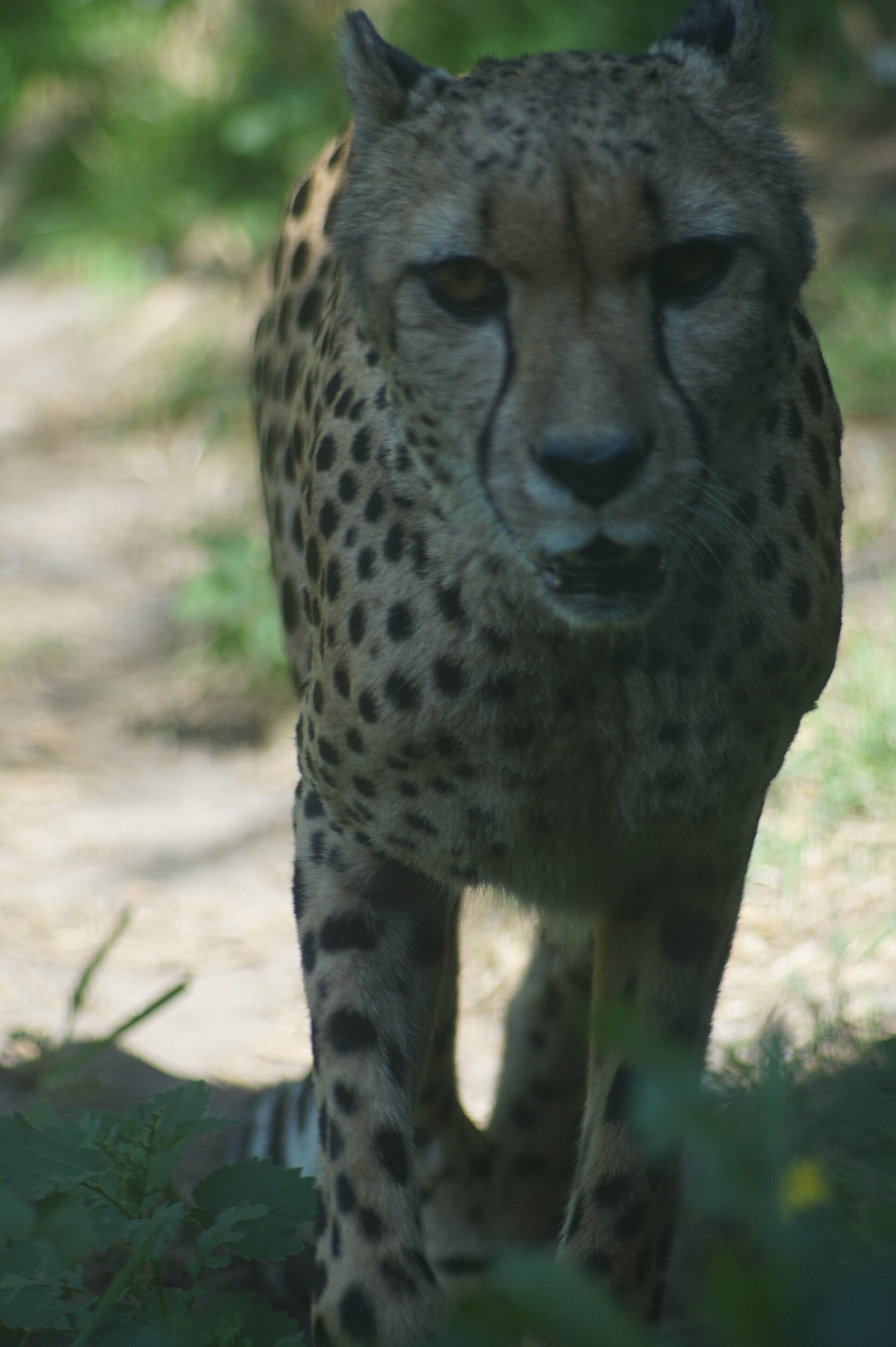 dsc08152-standard.jpg