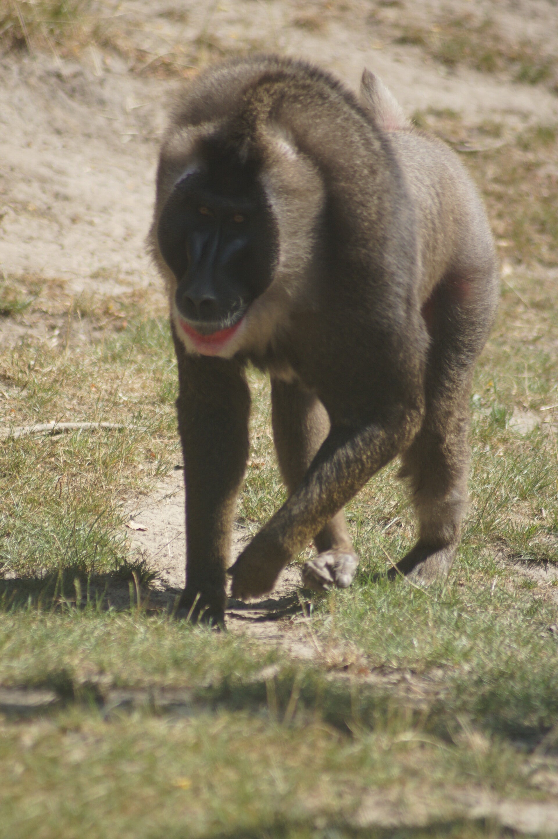 dsc08181-standard.jpg