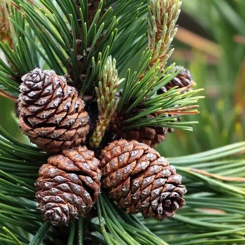 Mountain Pine