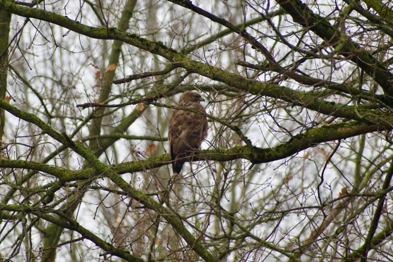 buizerd-landgraaf-standard.jpg