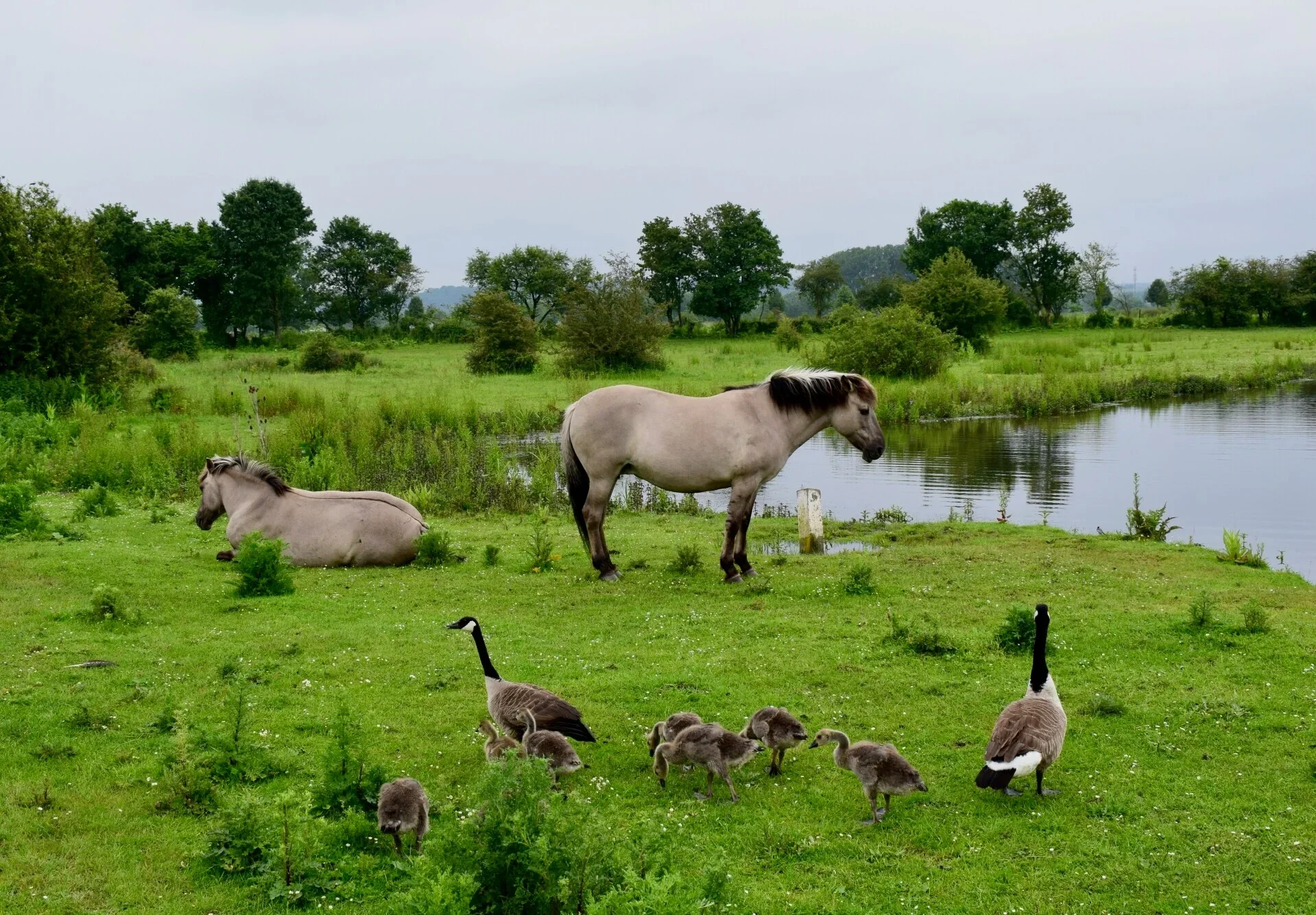 Eijsder Beemden