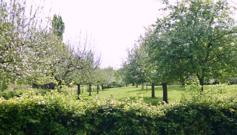 hoogstam-fruitbomen-heerlen-standard.png