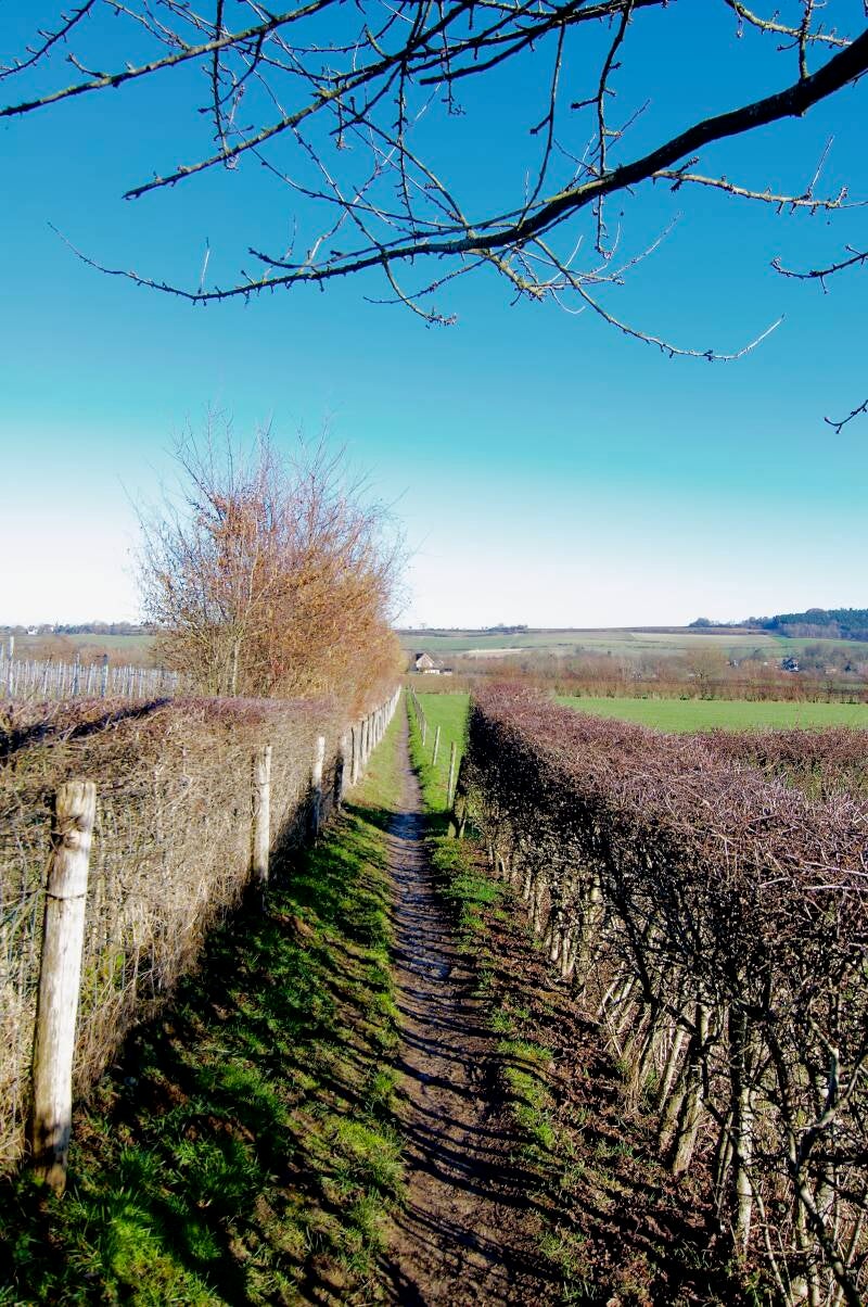 lemiers-vaals-heuvelland-zuid-limburg-standard.jpg