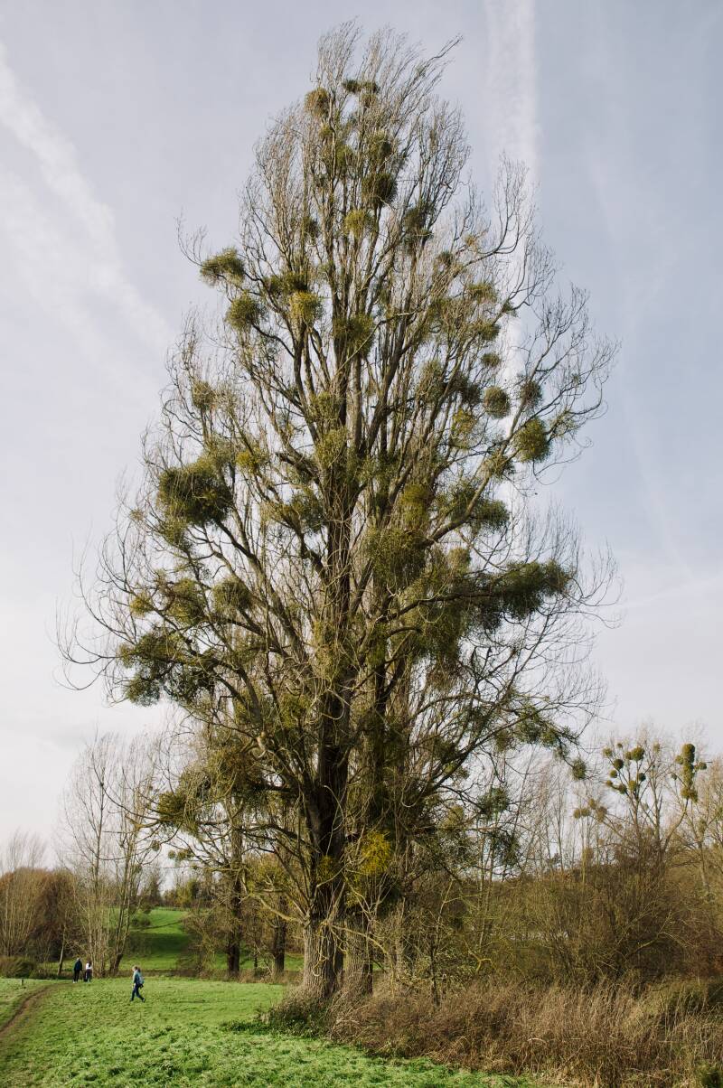 mistletoe-standard.jpg