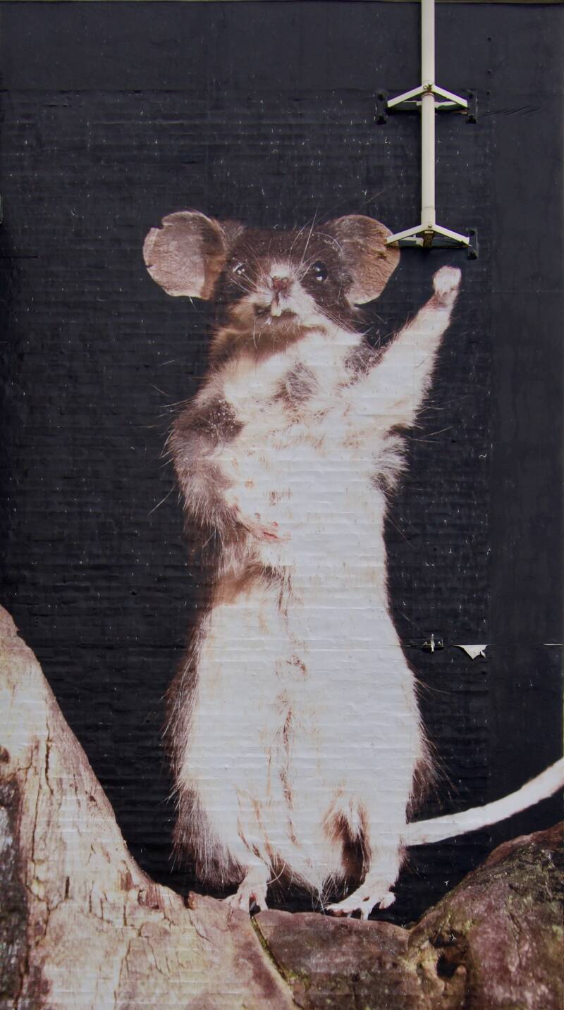 mural-korenwolf-gulpen-standard.jpg