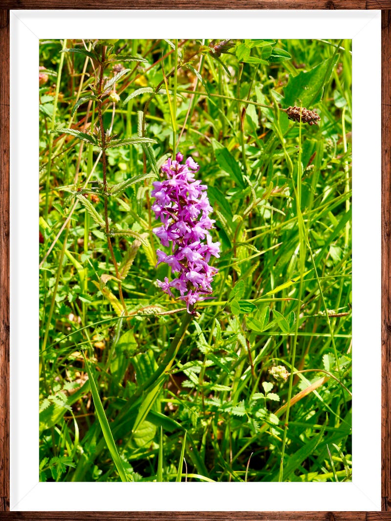 orchideentuin-gerendal-standard-9vetwo.jpg