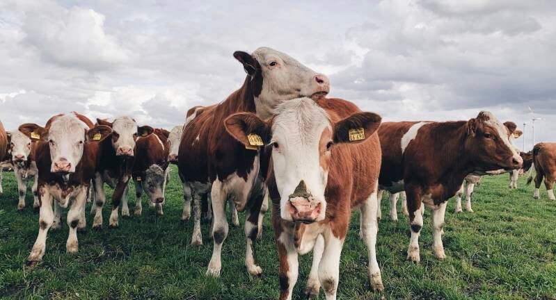 ©Lina Mörking Landwirtschaft Oldenburg Fotografie