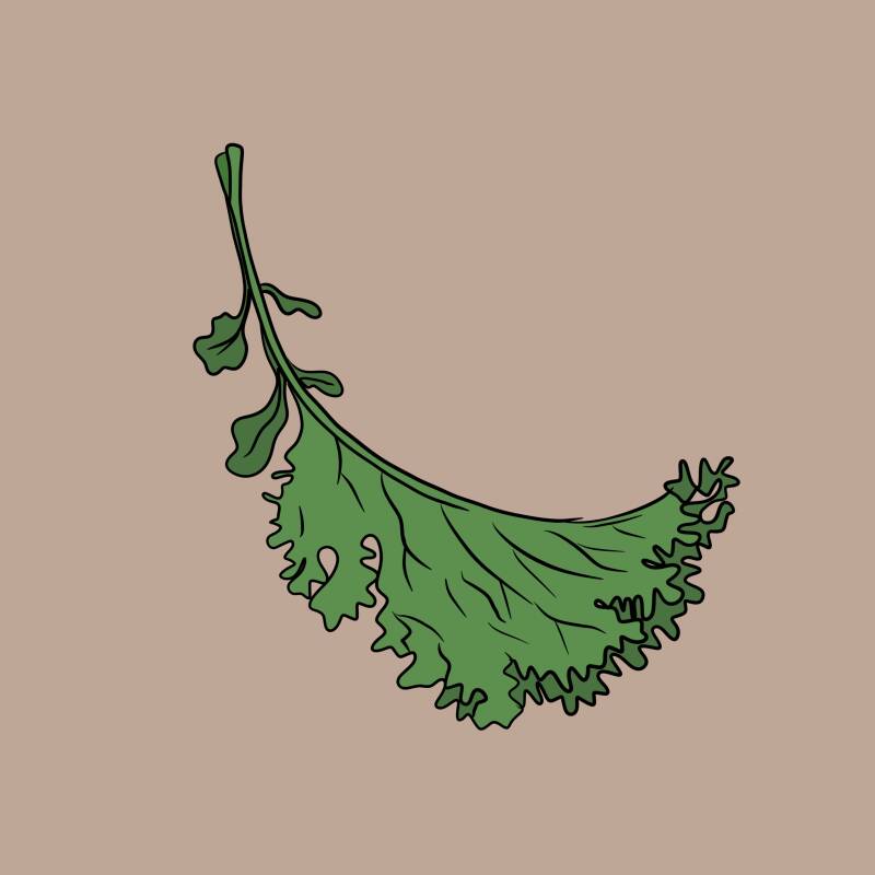 Blatt Grünkohl ©Lina Mörking