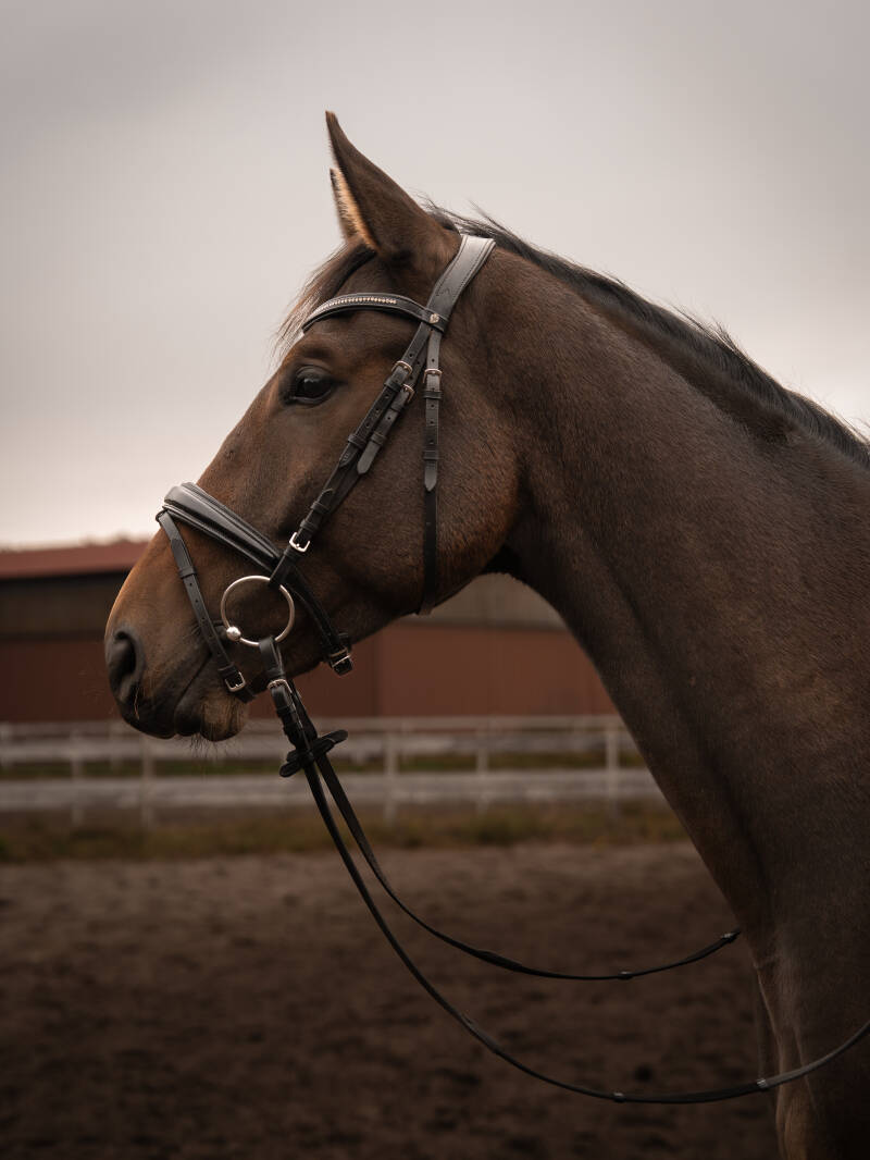 ©Lina Mörking | Tierfotografie | Pferdefotografie | Mensch und Tier
